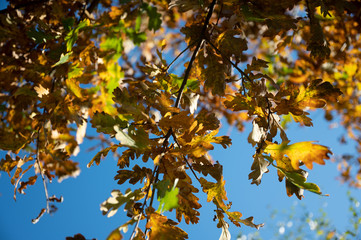 abstract background with autumn leaves