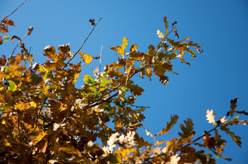 abstract background with autumn leaves