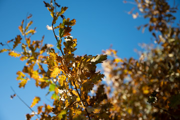abstract background with autumn leavesv