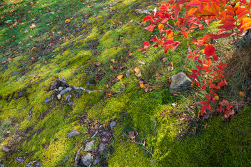 Leaves in autumn, Sapporo, Japan.