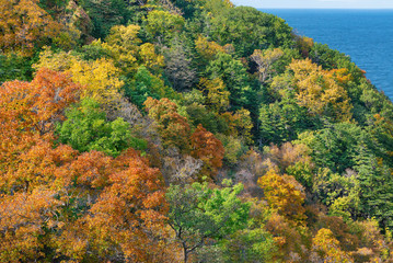 Obraz premium Leaves in autumn, Sapporo, Japan.