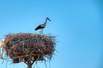 Stork in the nest on the electric pole