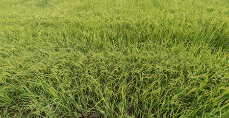 Full-grown rice in paddy field, northern Thailand. 