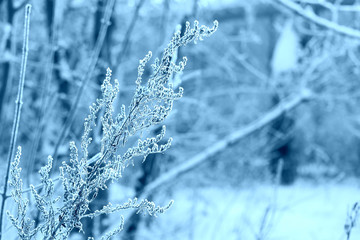 Dry grass covered with hoarfrost and snow on a winter day close-up. Nature background, blue color toned