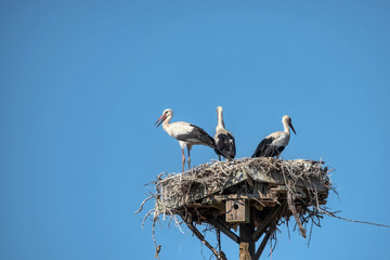 Stork in the nest on the electric pole