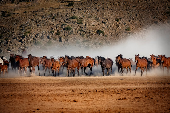 wild horses running in the plain