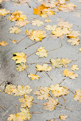 Fallen autumn leaves in the park. Zurich, Switzerland.