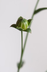 Flax (Linum usitatissimum) seeds