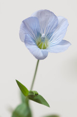 Flax (Linum usitatissimum) flowers