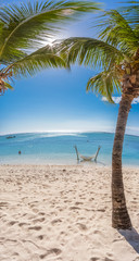 palm tree on the beach, Morne Brabant, Mauritius 