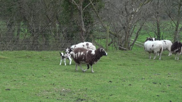 Zoom out of Jacob sheep lambs and ewes in a grass farm field in Cornwall, UK
