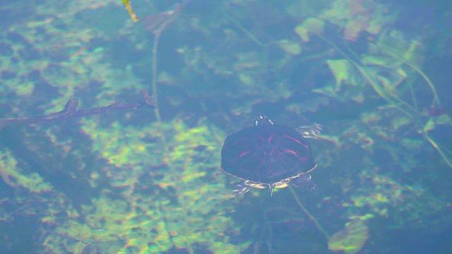 florida redbelly turtle swimming in everglades swamp water