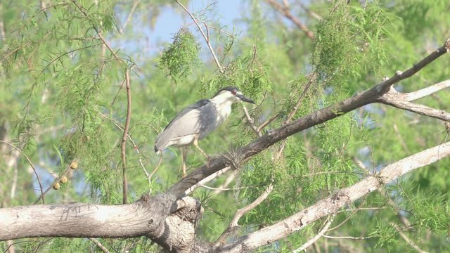 black crowned night heron on tree branch