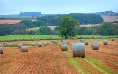 Big round bales of straw in the meadow - Harvested field with straw bales in summer