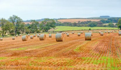 Fototapeta na wymiar Big round bales of straw in the meadow - Harvested field with straw bales in summer
