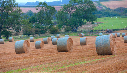 Big round bales of straw in the meadow - Harvested field with straw bales in summer