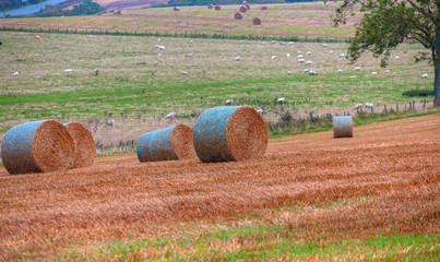 Big round bales of straw in the meadow - Harvested field with straw bales in summer