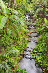 Stream flows in the rain forest garden, Thailand.