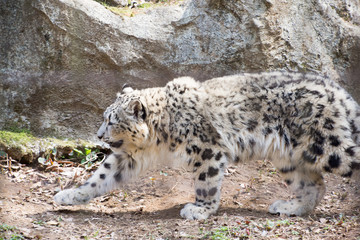 Obraz premium 雪豹の子供