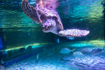Sea turtle in aquarium at Sea Life Bangkok Ocean World
