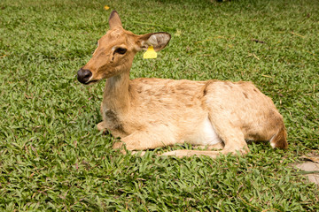 Naklejka na ściany i meble A baby deer walks free at the Khao Kheo Zoo