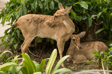 A baby deer walks free at the Khao Kheo Zoo