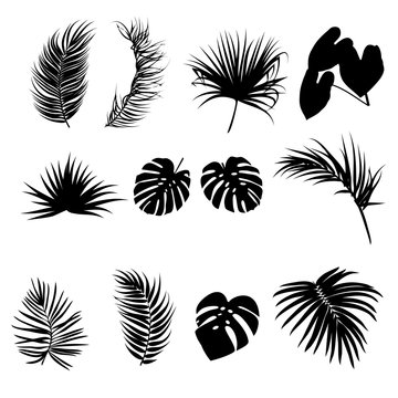 Tropical black palm leaves silhouettes isolated on white background, vector