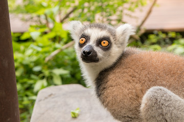Lemur at Khao Kheo Zoo, National Park of Thailand