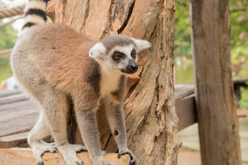 Fototapeta premium Lemur at Khao Kheo Zoo, National Park of Thailand