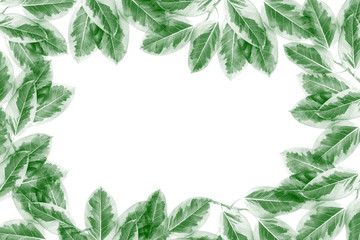 Green leaves pattern, autumn plant leaf isolated on white background
