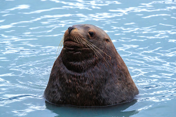 Bull Sea Lion