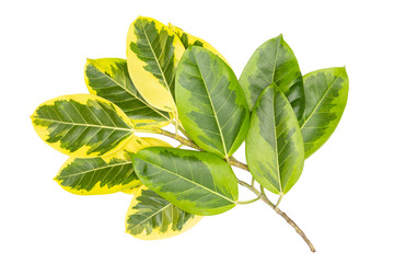 Green leaves pattern, autumn plant leaf isolated on white background,Caricature plant or Graptophyllum Pictum,Ficus Elastica Variegata