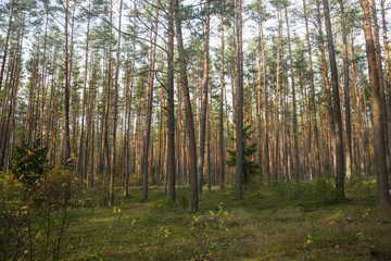 Fototapeta na wymiar Autumn in Lithuanian forests