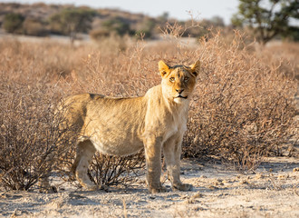 Juvenile Lion