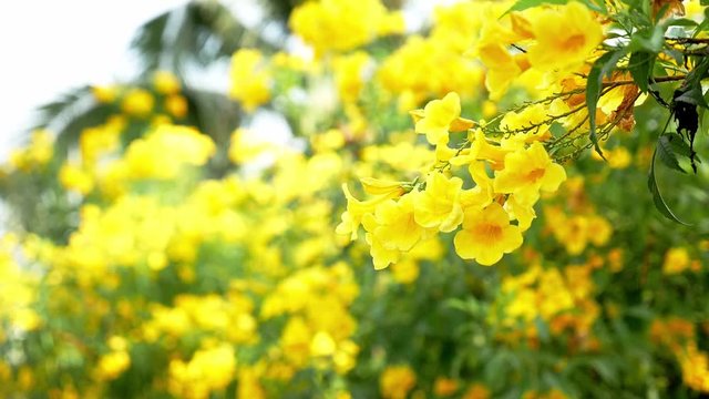 Beautiful Flower Thomas Blooming in the Morning Shine.