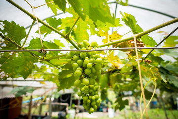 grapes with green leaves on the vine. shallow depth of field
