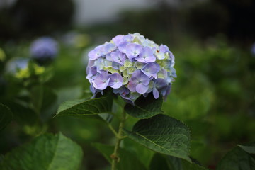 Fototapeta premium Hydrangea flowers in Chiang Mai ,Thailand