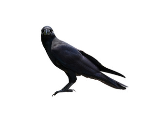 crow or raven isolated on white background, black bird