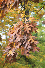 Autumn oak leaves.