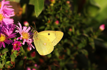 Butterfly on a flower, autumn lilac flower, autumn yellow butterfly.