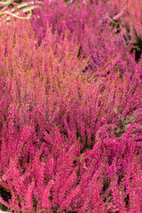 Blossom Heather Calluna background wallpaper backdrop vertical. Red heather flowers