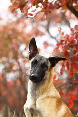 Autumn dog portrait, Belgian Shepherd Malinois, beautiful fall in forest 