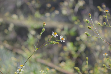 コノシロセンダングサ2