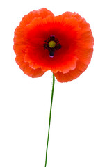 red poppy isolated on white background