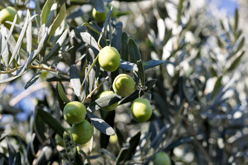 Detail of olive tree branch. Closeup of green olives fruits and leaves.