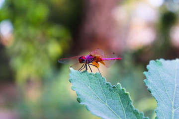 Dragonfly on green leaf of plant in garden small insect wallpaper