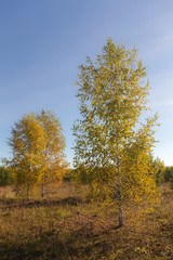 Fototapeta na wymiar autumn landscape with birches
