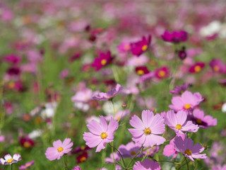 コスモス畑