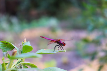 Red Dragonfly on green leaf of plant in garden small insect