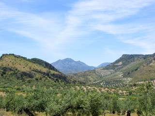 Fototapeta na wymiar endless olive tree plantations in Andalusia, Spain under high blue sky